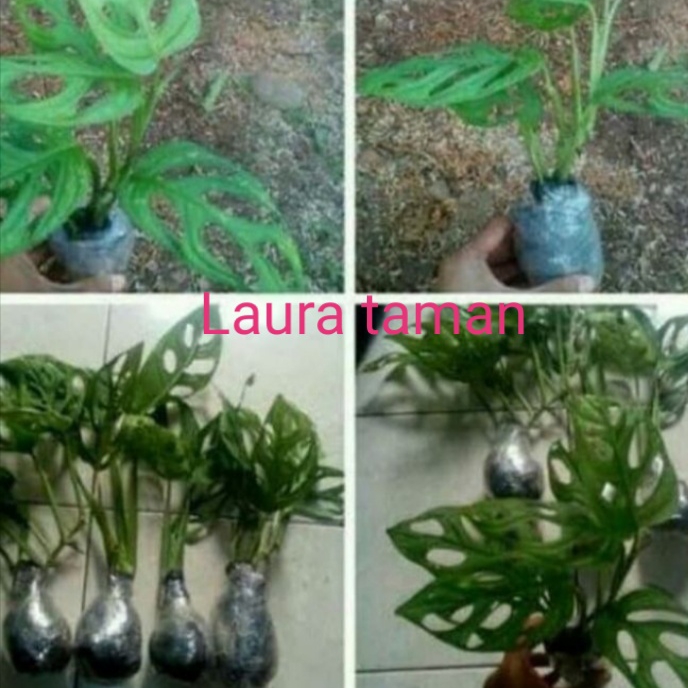 promo 4 paket janda bolong