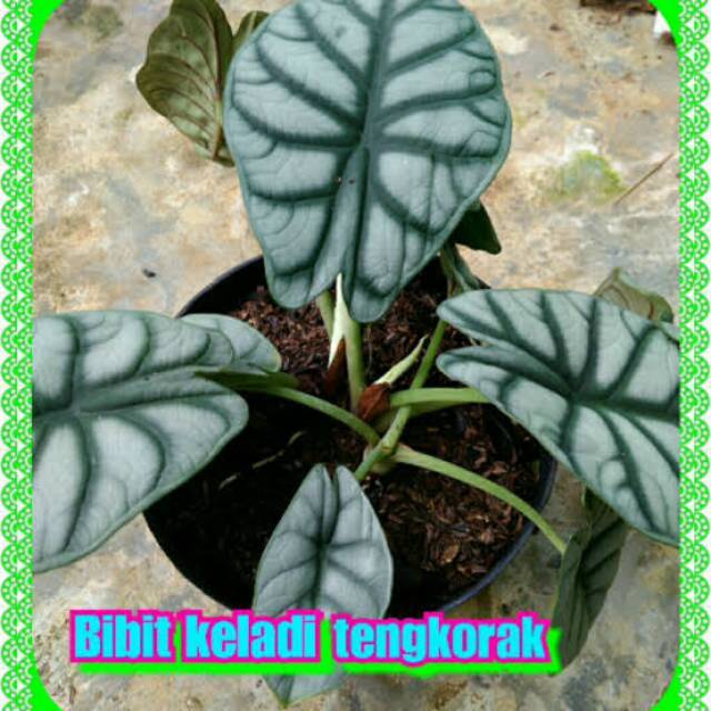 Bibit bunga keladi tengkorak super