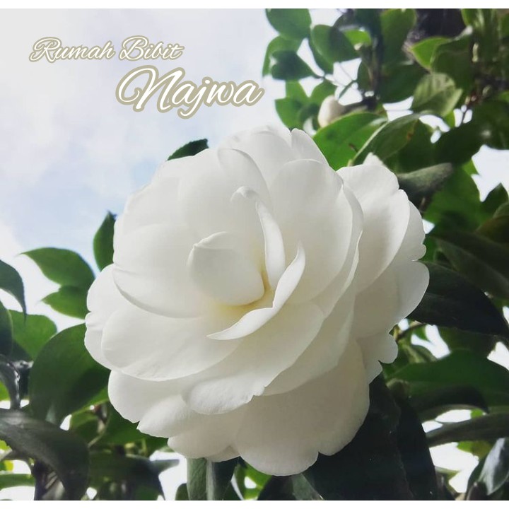 Bunga Camelia Putih / Bibit Bunga Camelia Siap Berbunga / camelia Cangkok/tanaman hias