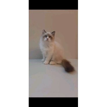 kucing kitten ragdoll