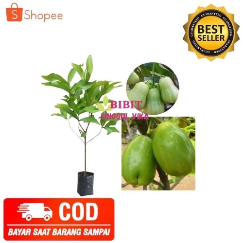 (COD) BIBIT JAMBU AIR TANAMAN POHON JAMBU AIR KIOJOK SUPER MANIS