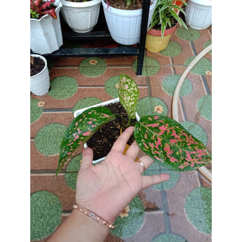 aglaonema venus