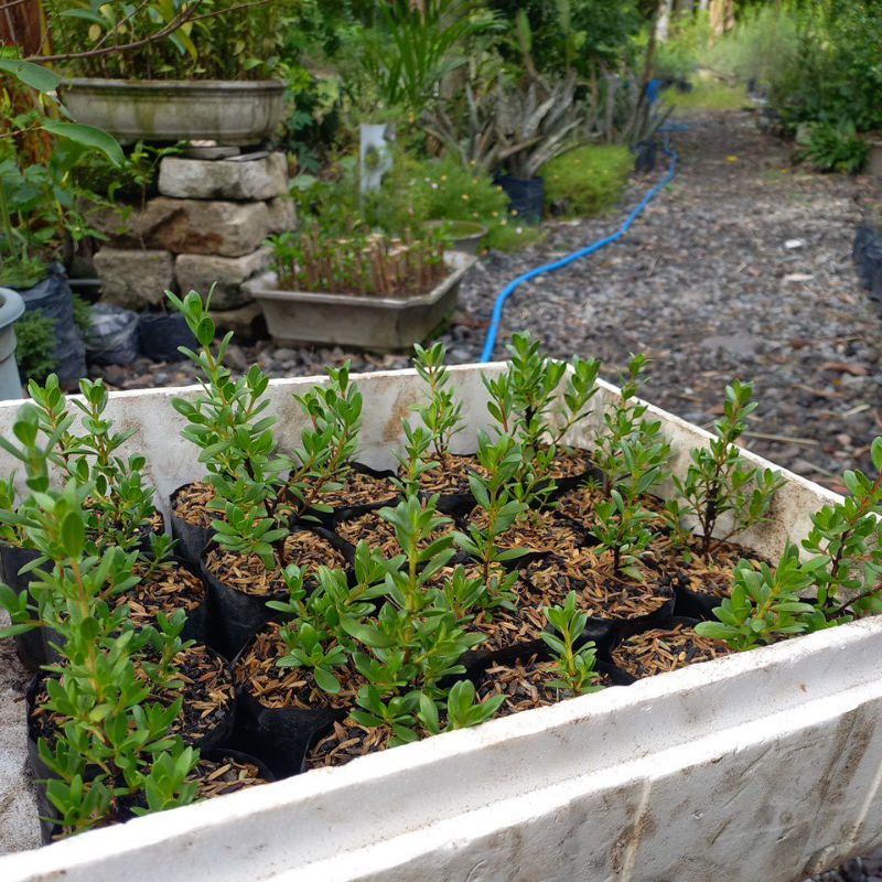 santigi karang dari biji fresh ranting ramai bahan bonsai