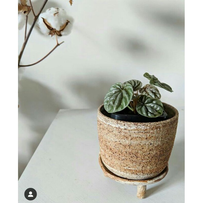 Peperomia silver