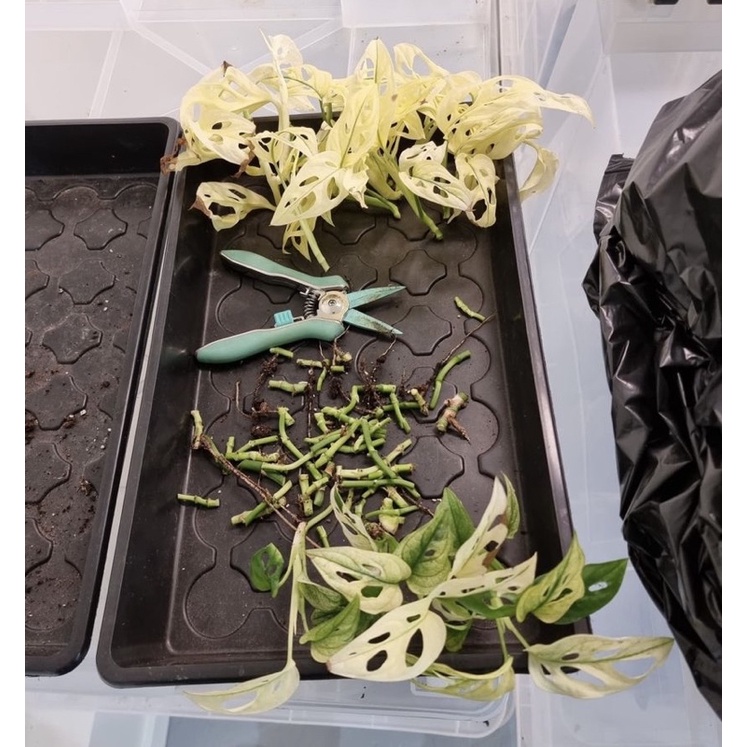 Promo  Bibit tanaman hias monstera adansonii variegata jepang ORIGINAL / bonggol Monstera janbol var