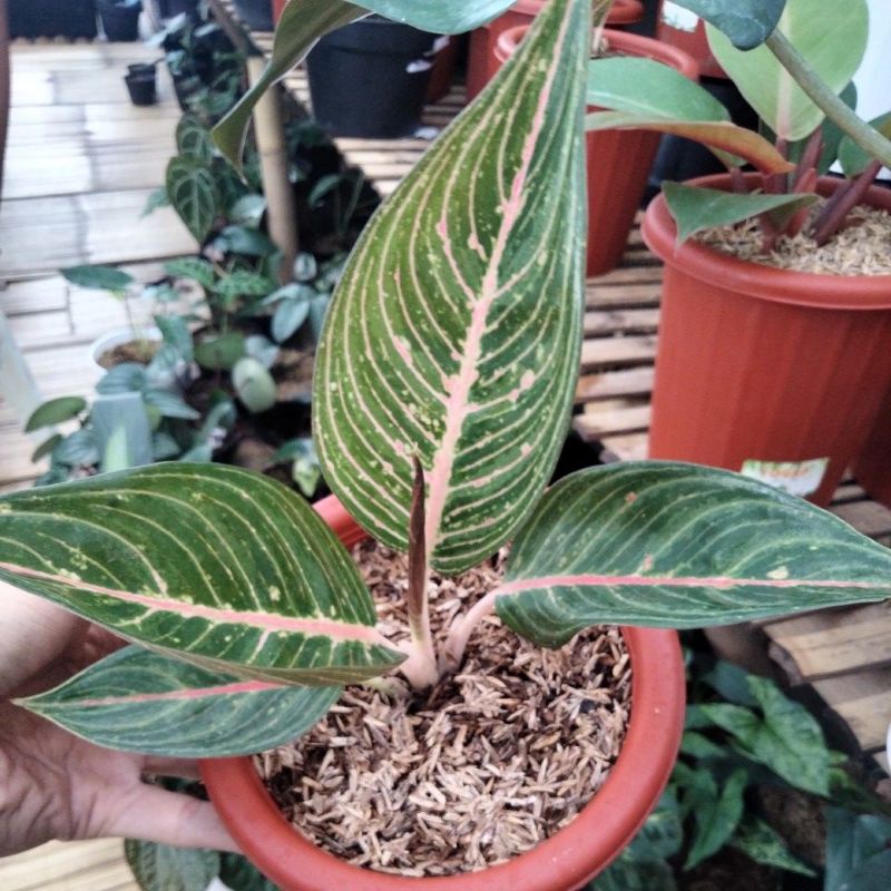 aglonema green legacy