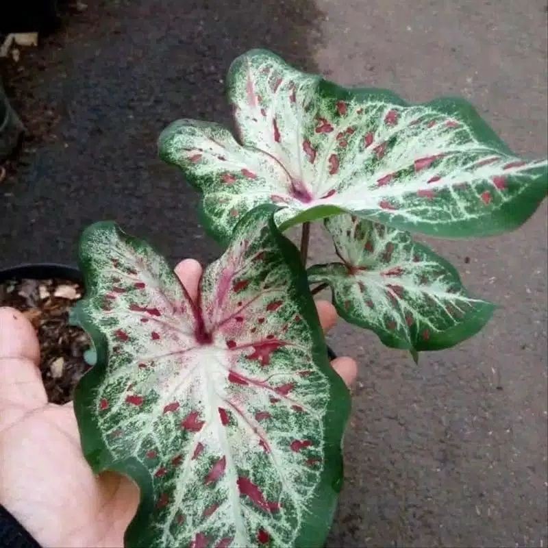 bibit caladium gingerland , keladi gingerland , keladi mata kucing , keladi hias murah