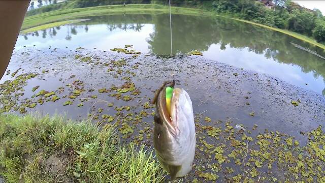 SOFT FROG UMPAN CASTING IKAN GABUS