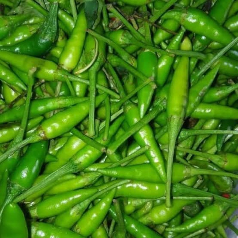 

cabe rawit ijo