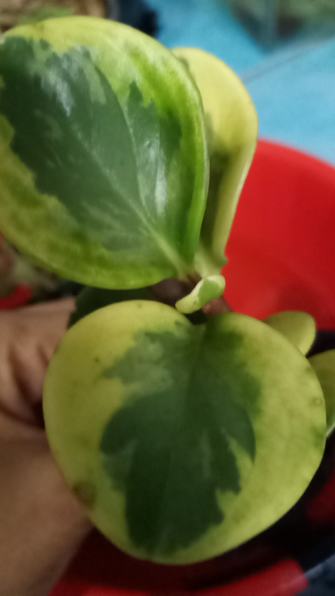 Tanaman Hias Peperomia Varigata