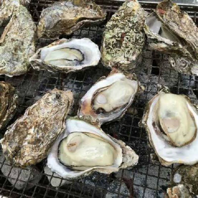 

Kerang Tiram Kerang Oyster Kerang Laut Hasil Laut Segar Seafood