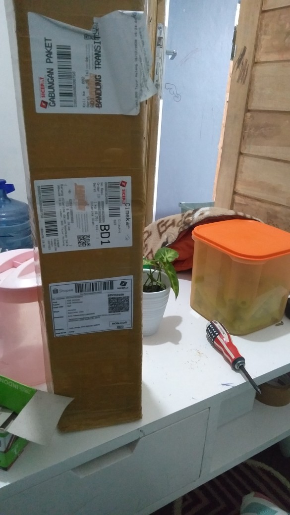 Tanaman Hias Bromelia Varigata - Pohon Bromel Varigata