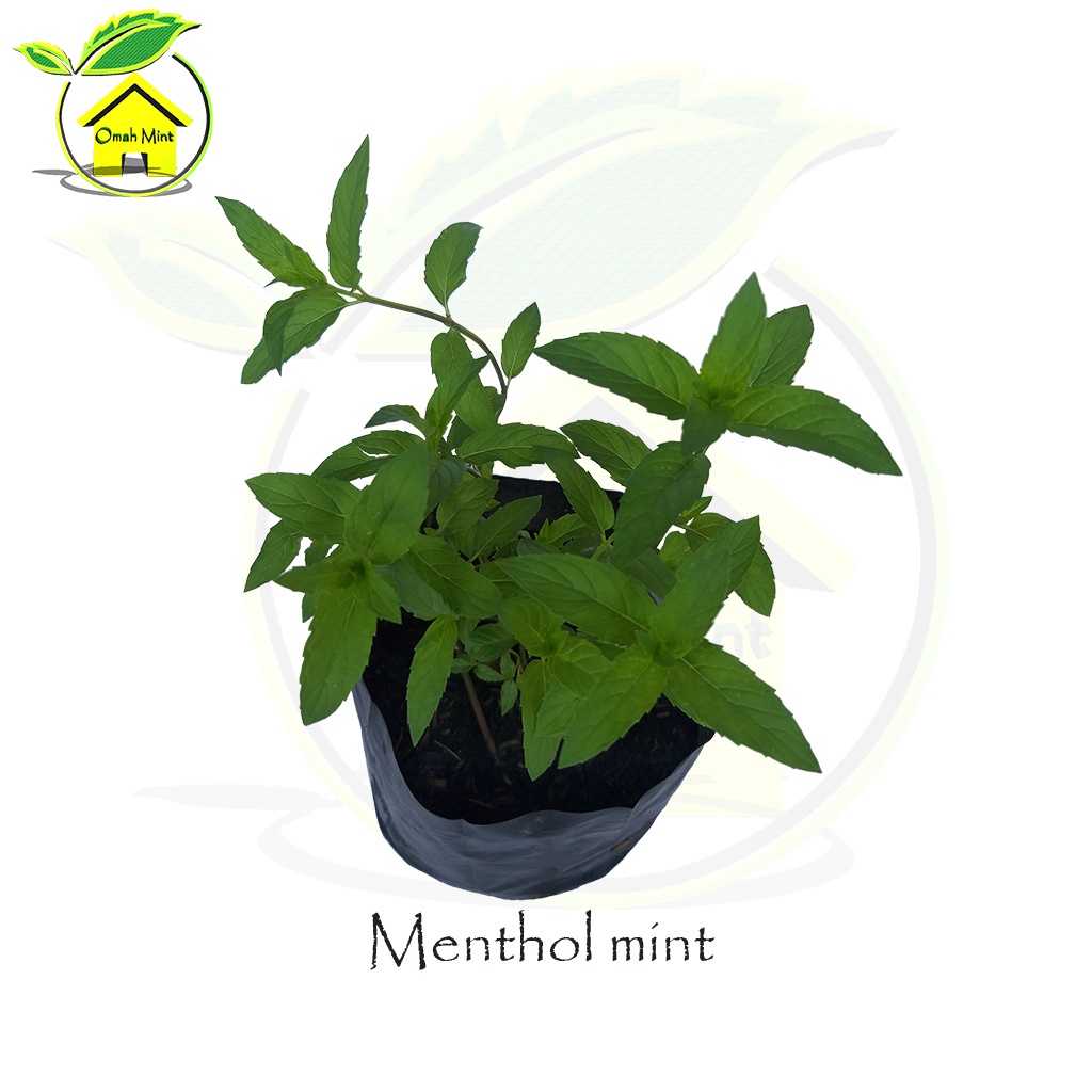 Bibit Tanaman Mint / Tanaman Daun Mint - Bibit Herbal Mentol mint - Tanaman Toga Menthol mint