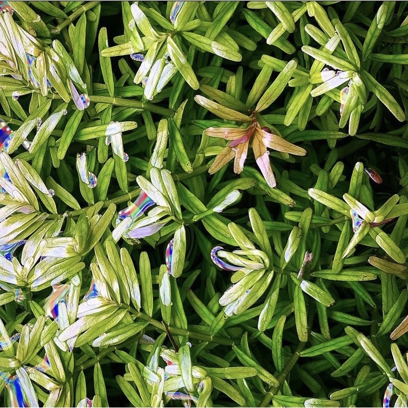 Rotala rotundifolia green - Tanaman Aquascape Tumbuhan Air Hidup Hiasan Dekorasi Pohon Aquarium