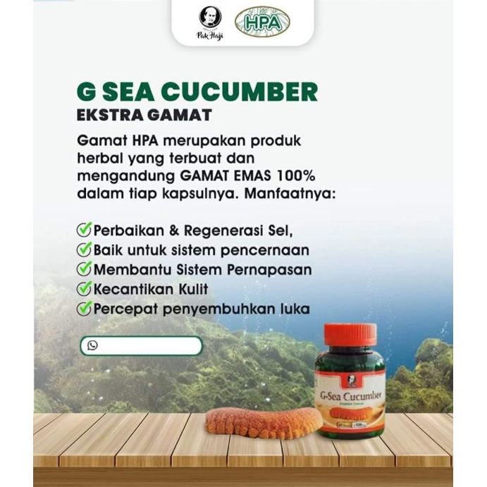 gamat emas g sea cucumber