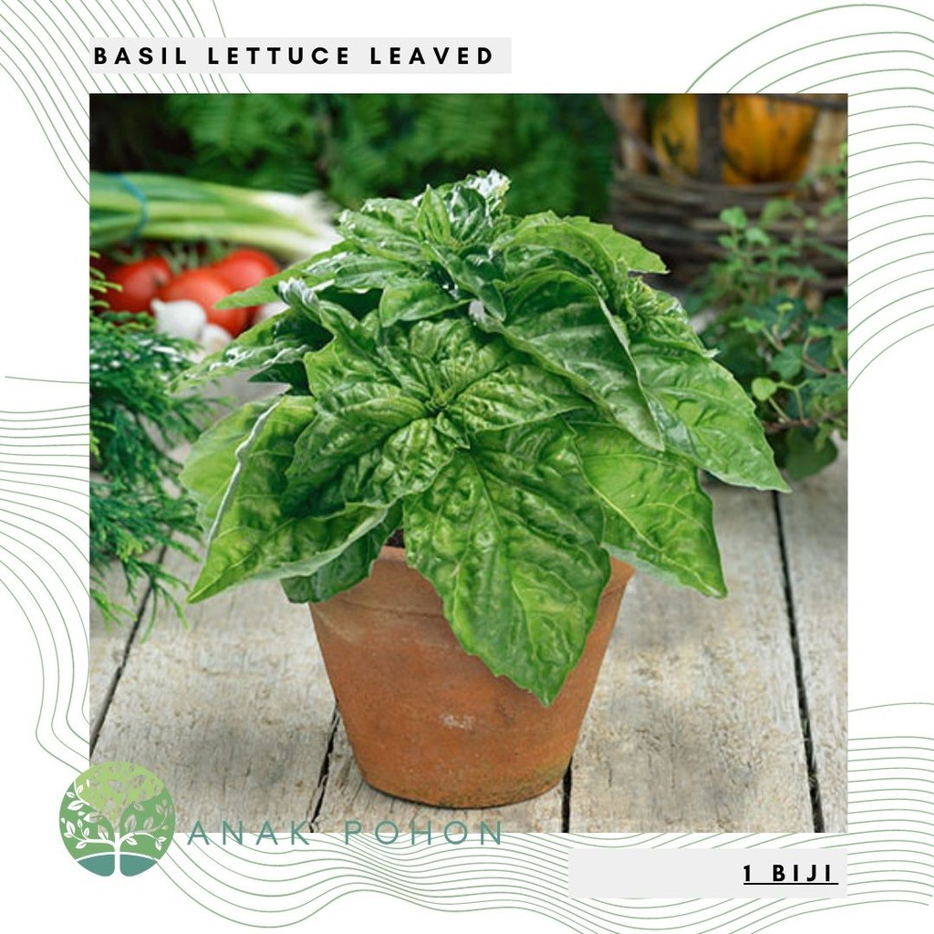 Benih Bibit Biji - Basil Lettuce Leaved Big Leaf (Basil Jumbo) Herb Seeds - IMPORT