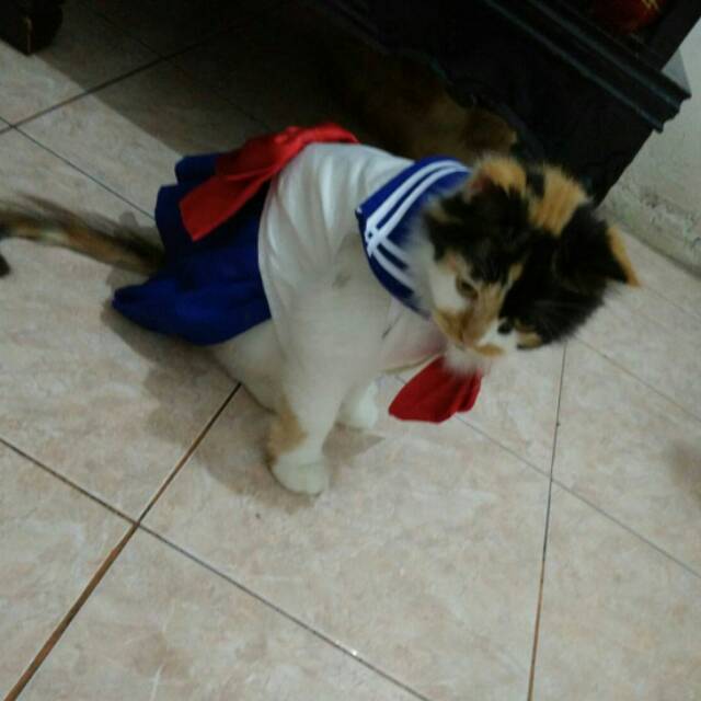 Dress sailormoon untuk kucing dan anjing / baju kucing lucu size S M L XL / baju kucing model baru