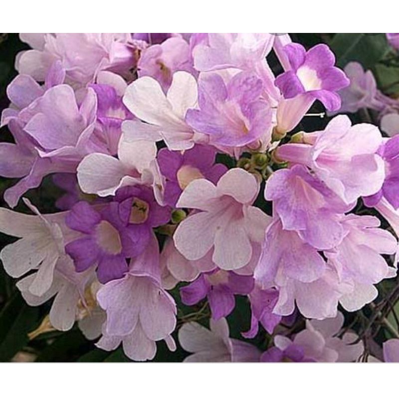 Bibit Bunga Garlic Vine