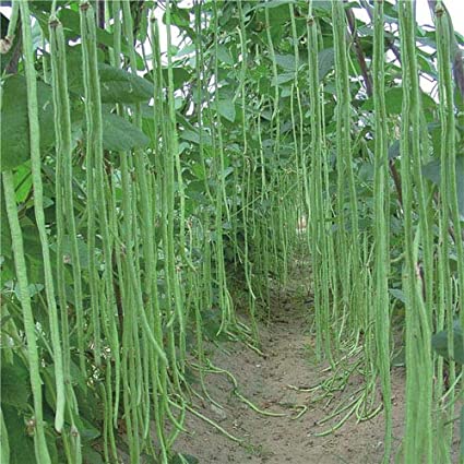 Victory Seed Bibit Benih Kacang Panjang Hijau (Isi 5 Biji)