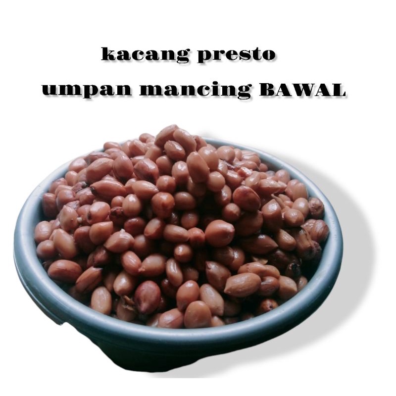 KACANG PRESTO UMPAN BAWAL