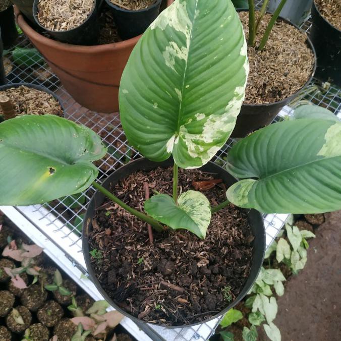 Tanaman Hias Homalomena Varigata Senapmena