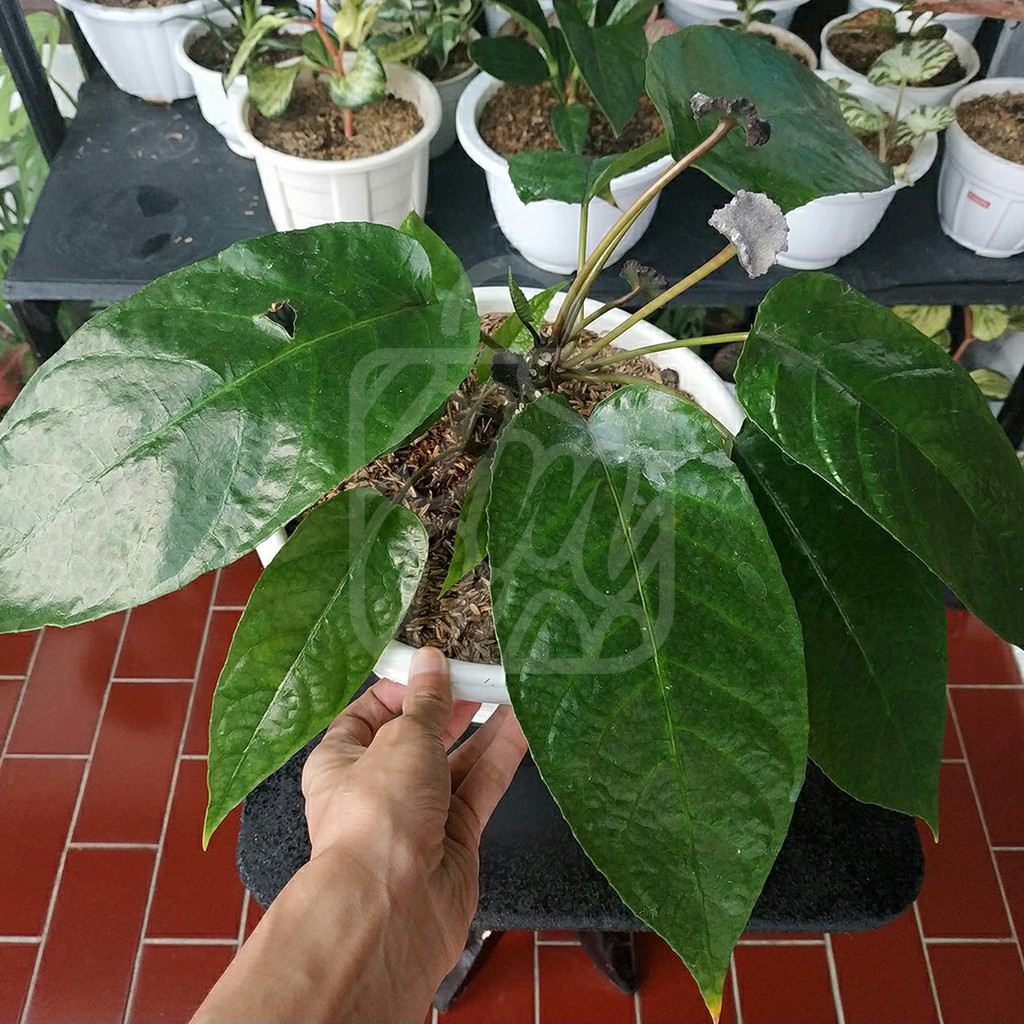 Dorstenia Elata Anthurium Konde