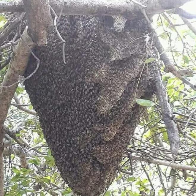 

Madu Hitam Hutan Suku Baduy 100 Asli Dan Murni