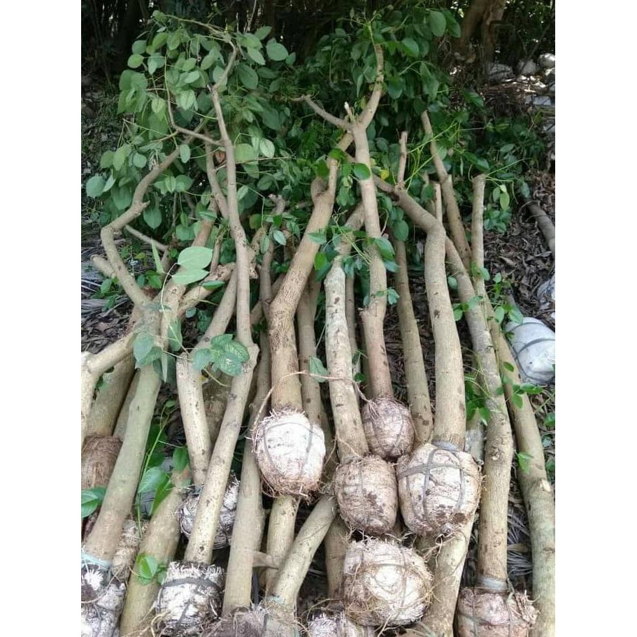 #AS_ BIBIT POHON DADAP MERAH DM12