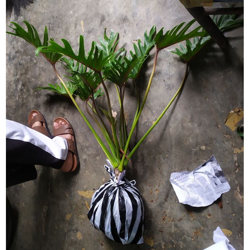 

tanamansenadu