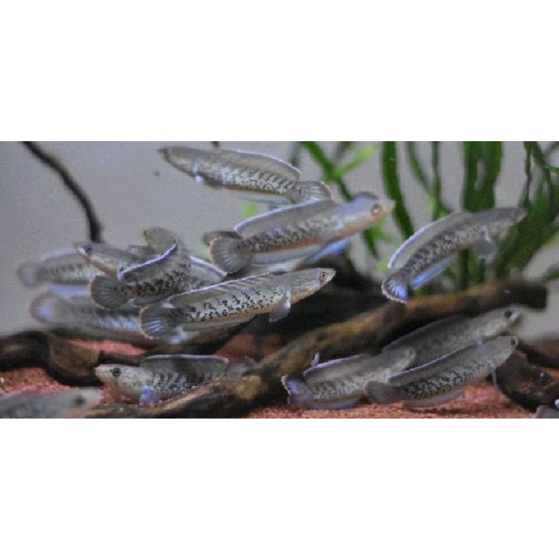 Channa Stewarti Karbi 8-10Cm Grade A++ Premium Full Dot Gondrong. Full Pelet.