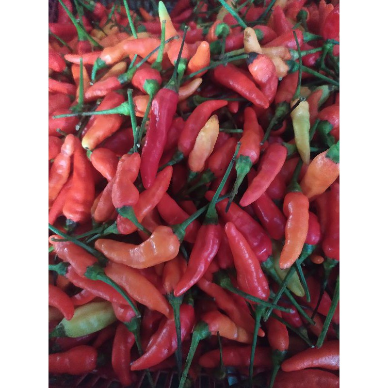 

cabe rawit merah 250g