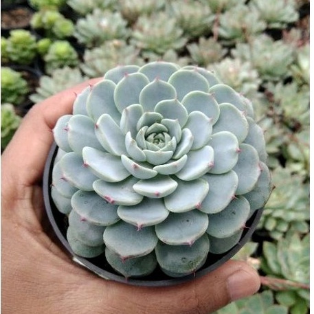 kaktus sukulen// echeveria minima