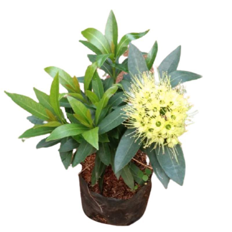 bibit pohon Santos lemon / Santos lemon bunga kuning