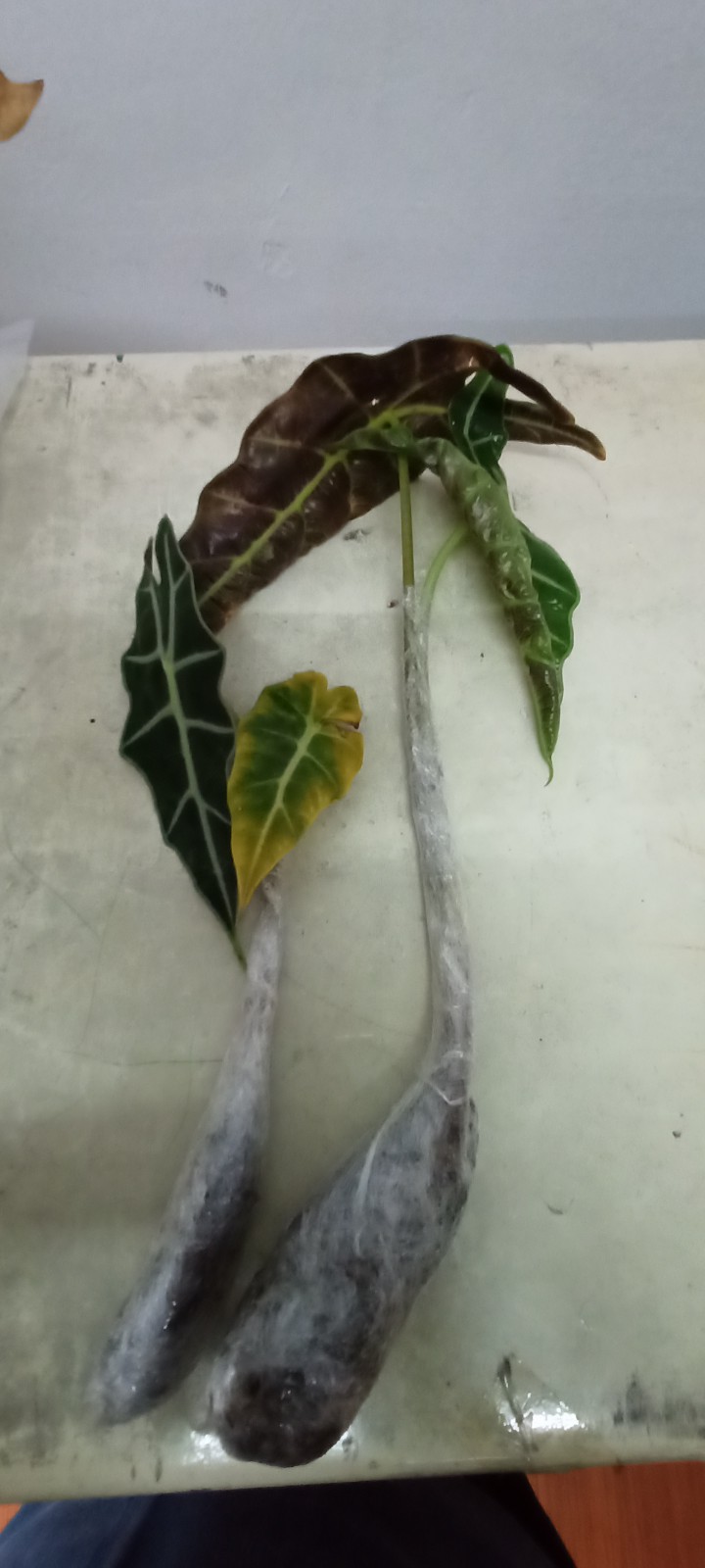 Bibit Alocasia Amazonica