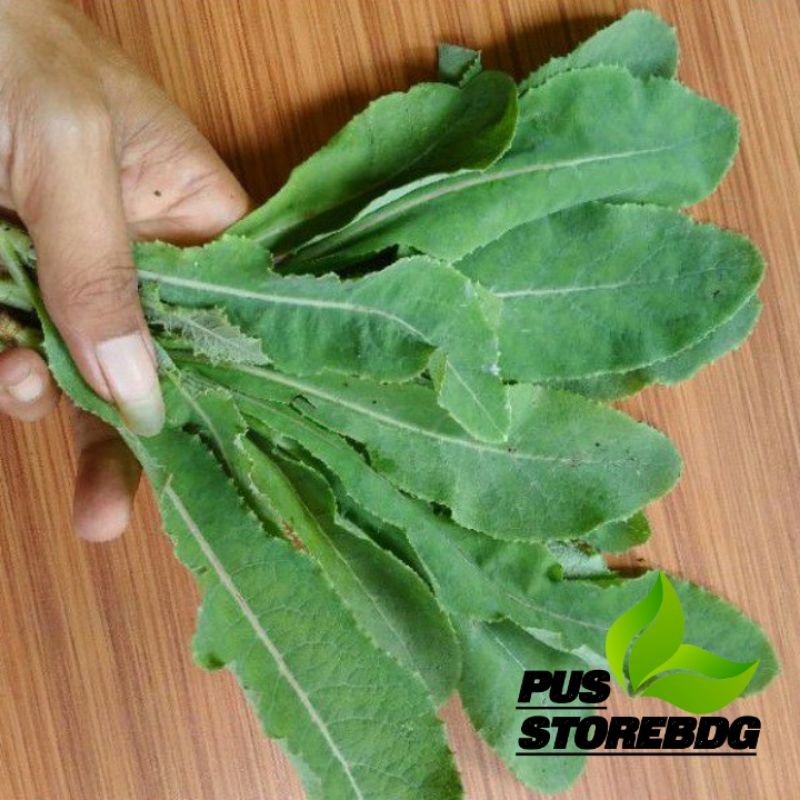 

Daun Tempuyung segar 250 gram