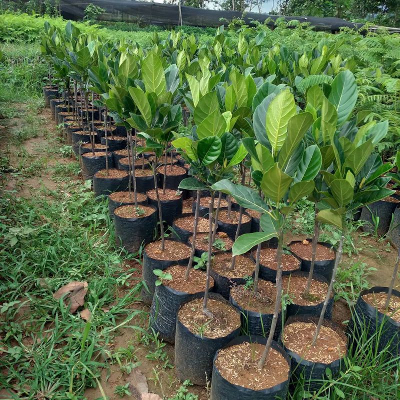 Bibit Nangka Merah Terlaris