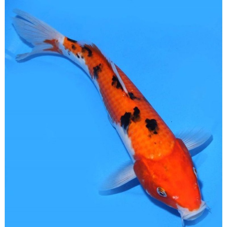 

ikan koi aka bekko ukuran 15-18cm ikan koi murah berkualitas