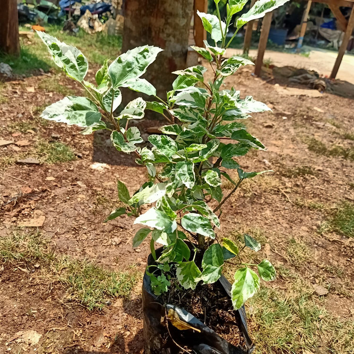 tanaman bunga sepatu varigata - bibit bunga sepatu varigata