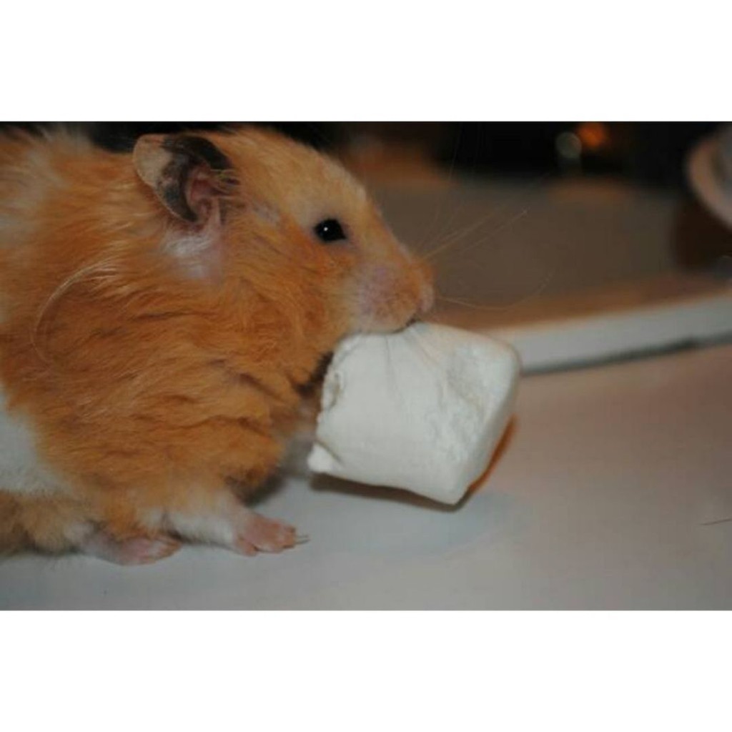 Marshmellow Snack Hamster dan Sugar Glider FEFARM