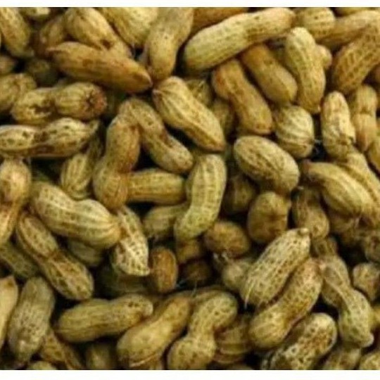 

Kacang Tanah Kulit Mentah Segar Satu Kg
