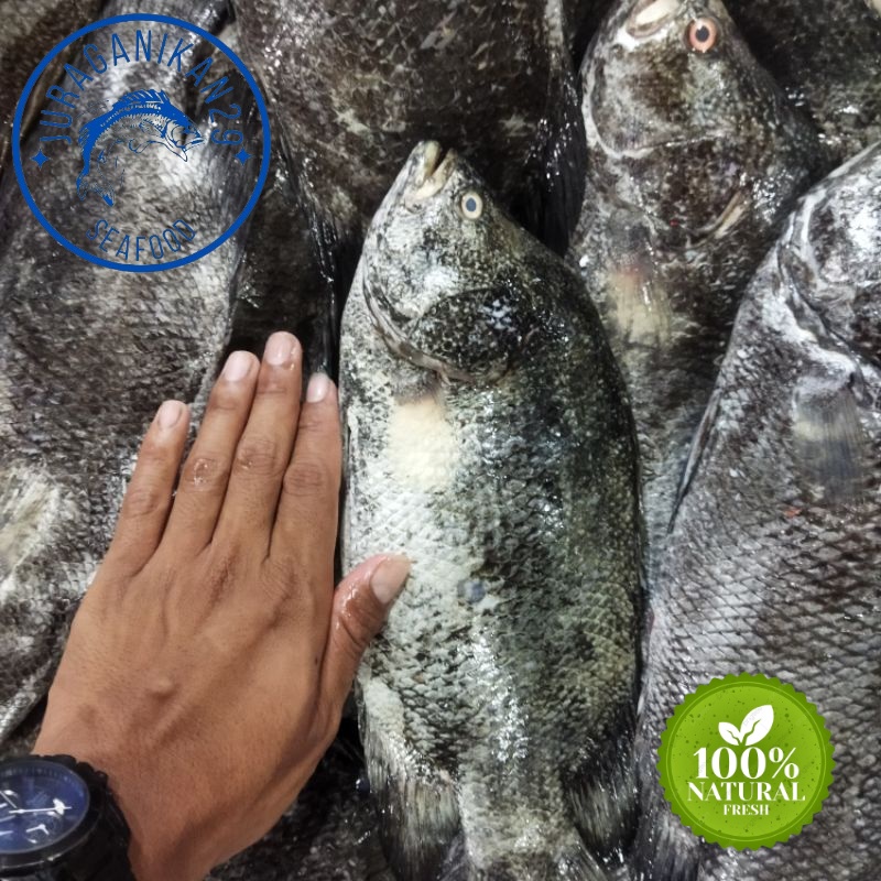 

Ikan Kakap Hitam Segar 1~Kilogram