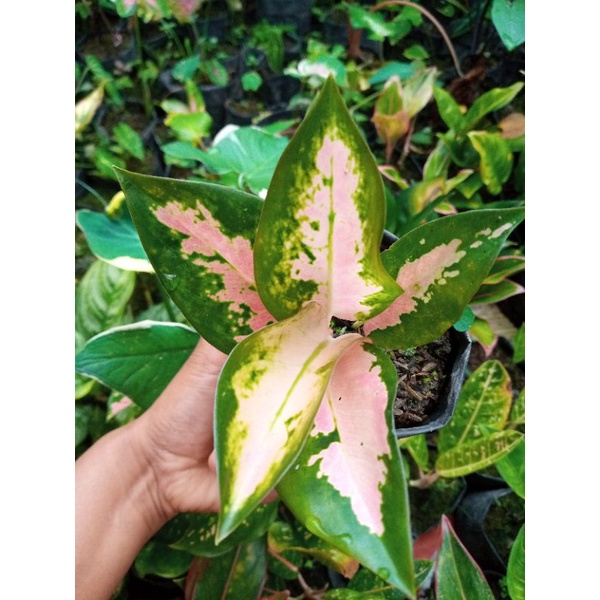 Aglaonema kochin