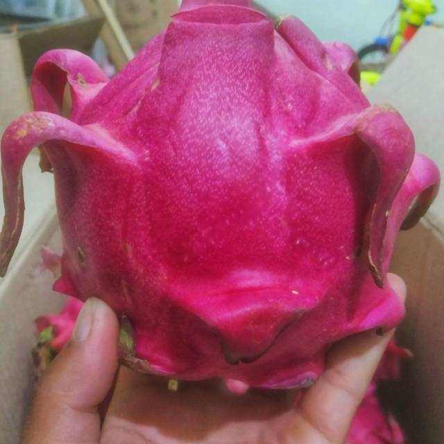 

Buah Naga Superrr