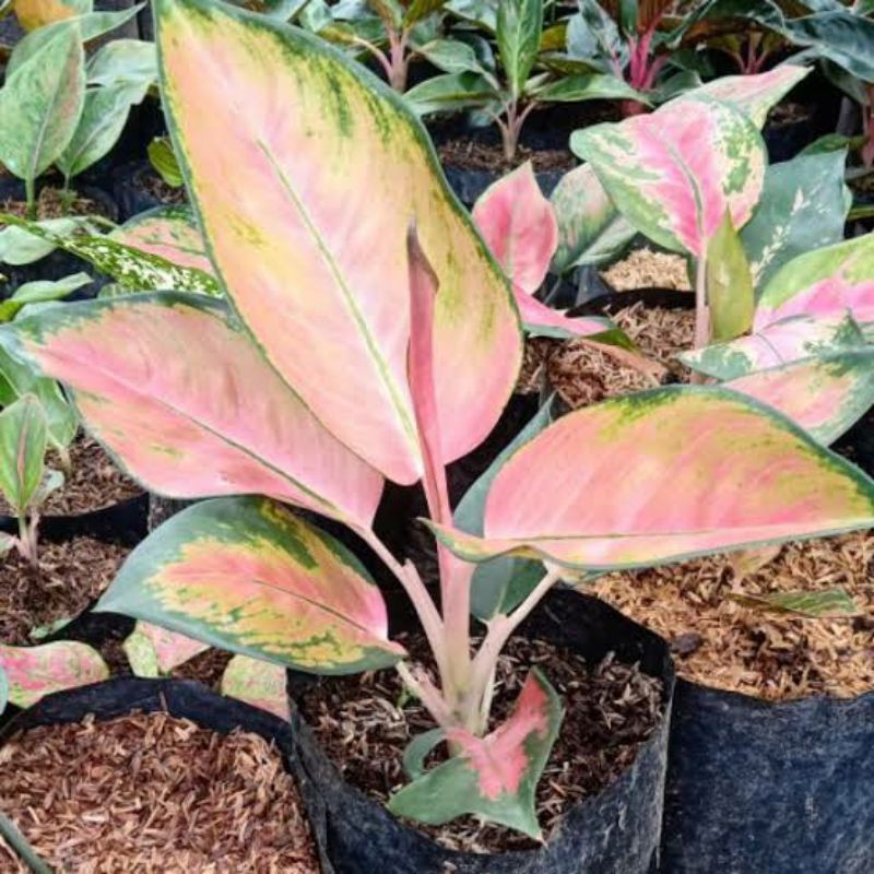 Tanaman Hias Aglaonema Red Kochin Hybrid || aglona kochin pink || aglonema kochin murah || suksom
