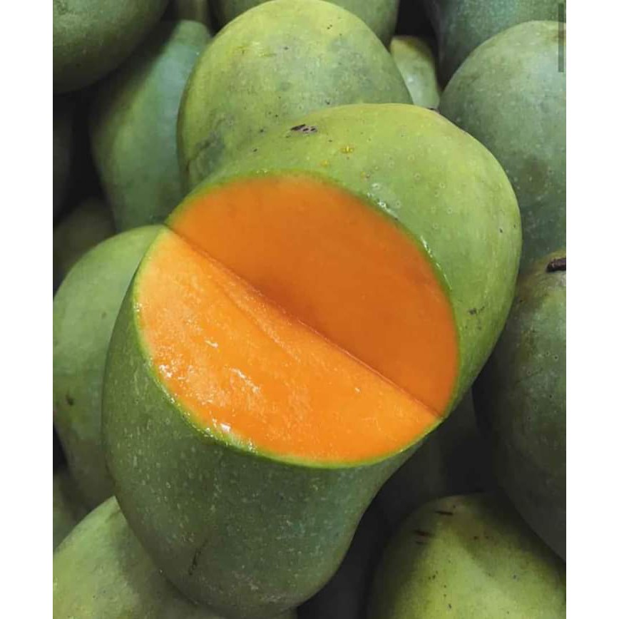 Bibit Tanaman Buah Mangga Gadung