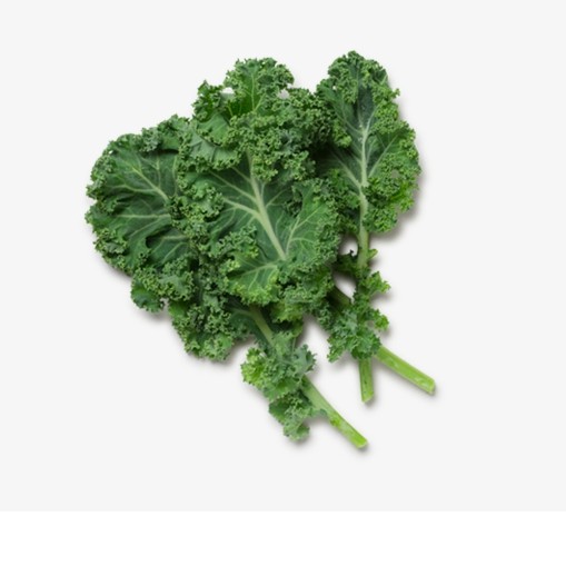 

INDORANCH Kale Hydroponic