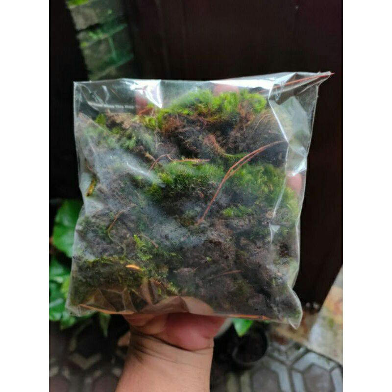 Moss Lumut Hutan Media Tanam