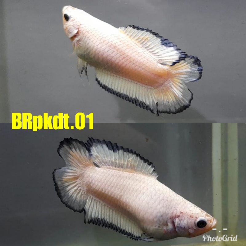 CUPANG BLUERIM pkdt FEMALE {bocor} (kirim sesuai kode)