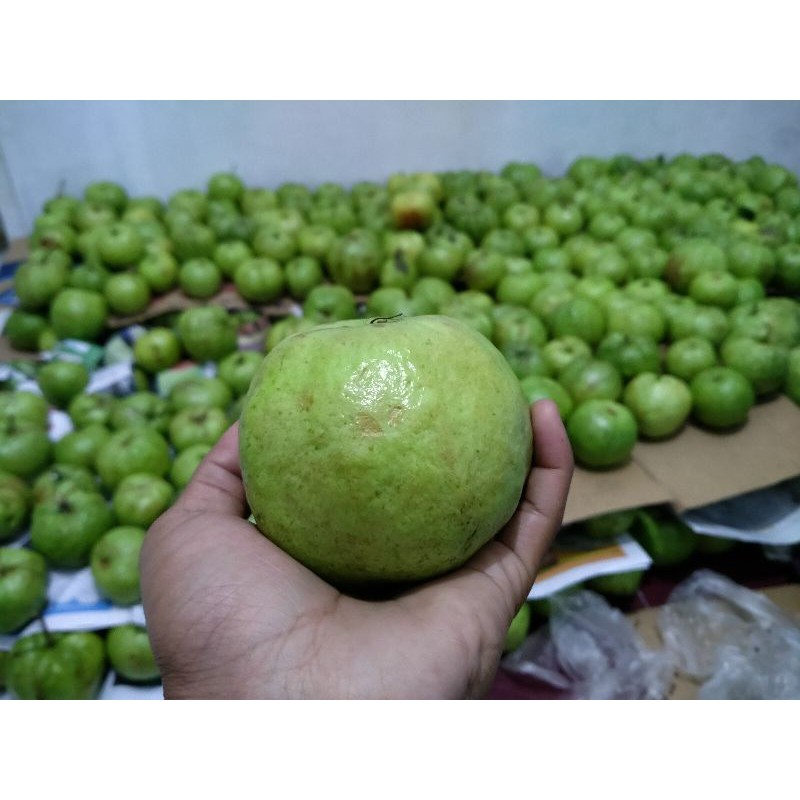 

Jambu Kristal