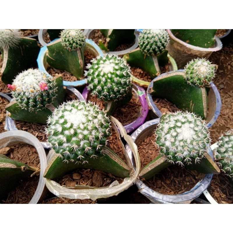 Kaktus Grafting Mammillaria + Free pot + Bonus sekullen